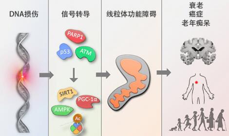 《首个经科学验证NAD+ 前体NMN衰老抑制剂瑞》 